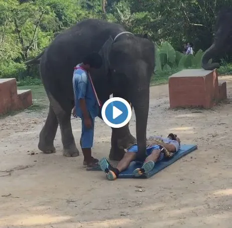 Pendant ce temps là, Jason Mercier se fait masser par un éléphant 0001