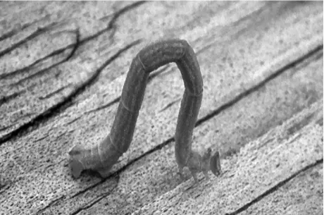 Psychologie Poker : Améliorer son jeu grâce à "la chenille" 102