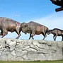 Bison Sculpture Outside Dakota Dunes