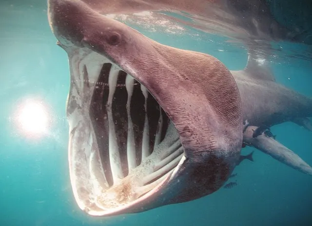 T!BUR0N se come a todos sus rivales en el SuperJueves 0001