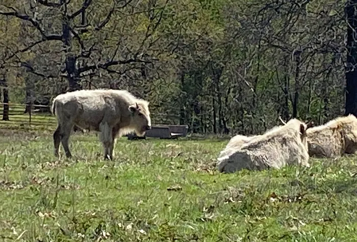 Downstream Casino is home to a rare white buffalo