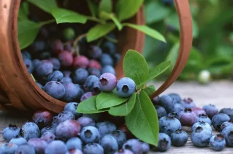 diététique poker fruits céréales