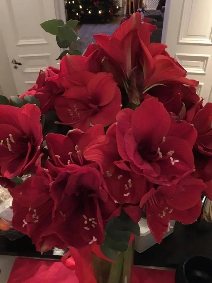 Christmas from Sofia 1