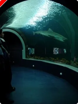 Apostas Malucas dos Profissionais – Parte III 0001