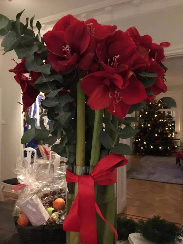 Christmas from Sofia 2