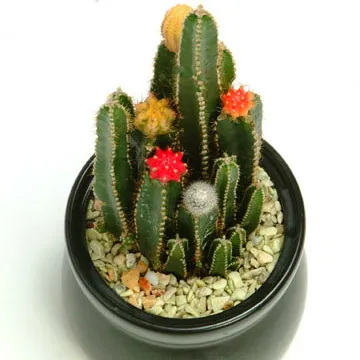 Absolute y UB se fusionan para crear CEREUS Poker 0001