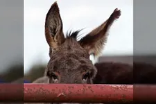 Stratégie Poker : Le "donk bet" ou comment manipuler l'adversaire et la taille du pot