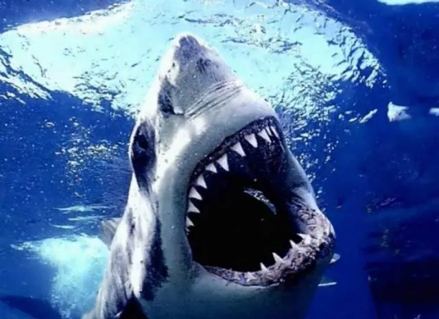 olivierdex altitude 100 everest poker