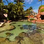 Turtles swimming around Atlantis Paradise Island