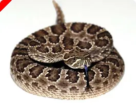 Rattlesnake Murder Plot Tied to Poker Related Debt 0001