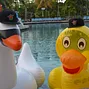 Inflatable animals at DraftKings pool party
