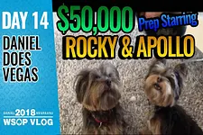 Daniel Negreanu - Vlogs