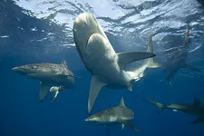 Canal Sharks : Stéphan Gerin, [Removed:361] Gillard et 'Plz Shove' s'éclatent en .fr