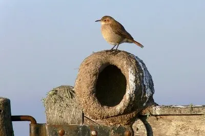 Mentir a Você Próprio 101