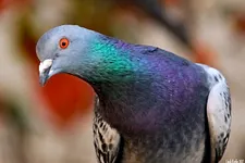 Addiction aux jeux d'argent : pigeon, singe, homme même combat