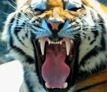 eltigrus everestpoker.fr