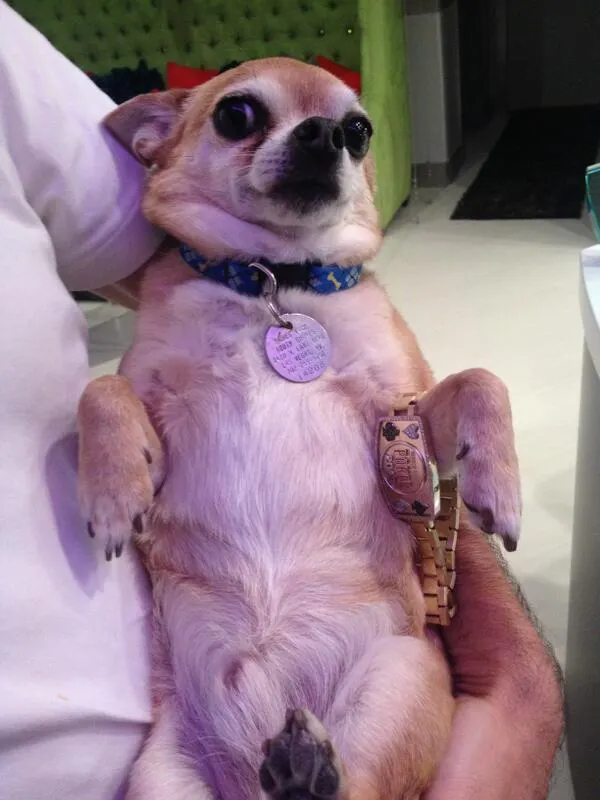 Daniel Negreanu a bien failli perdre son bracelet WSOP APAC 103