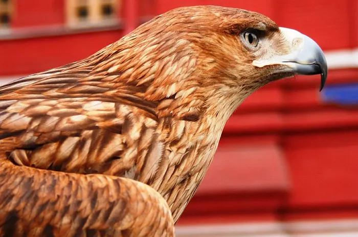 wpt vienne 2011 dmitry gromov russie