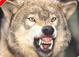 Quem Tem Medo Do Lobo (De Wolfe) Mau? 0001