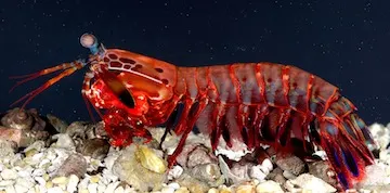 Play Poker Like an Octopus, Not Like a Mantis Shrimp 101