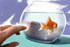 Poker & Tilt : Quelqu'un frappe au bocal