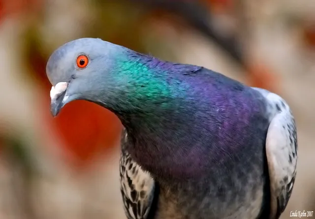 Addiction aux jeux d'argent : pigeon, singe, homme même combat