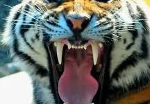 eltigrus everestpoker.fr