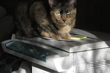 Are You Guilty of 'Copy Cat Learning' in Poker?