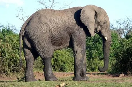 Sitting With Elephants; or, How to Play Against Calling Stations