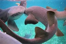 Winamax.fr Sunday Surprise