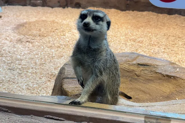 Momo Zoo