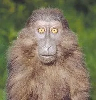 Addiction Poker : les pigeons aussi ? 102