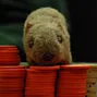 Wally the Wombat Guarding Leo Boxell's Chip Stack