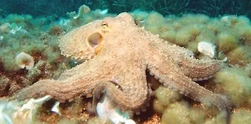 Play Poker Like an Octopus, Not Like a Mantis Shrimp 102