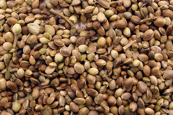 'somango1986' gana en la mesa y empata en el chat 0001