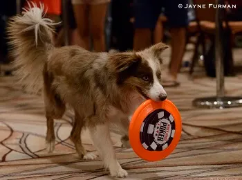 Ty Stewart Talks Millionaire Maker, Botching the Dog Show, and Bringing Fun Back to Poker 101