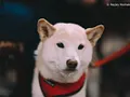 WSOP Shiba