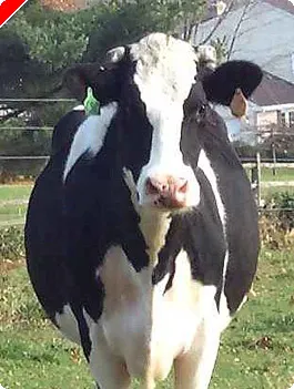 Poker Room Deploys Animal Marketing Strategy 0001