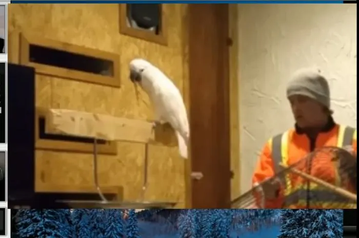 Replay Twitch : ElkY bulle une TF SCOOP et pète un cable 0001