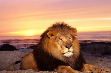 Winamax : La part du lion pour 