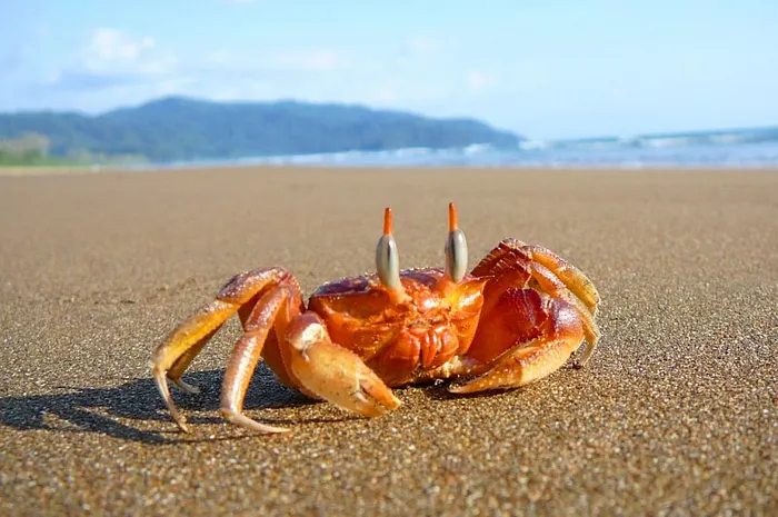 Super Lundi - « ElcAngrejo » ravit la victoire aux 