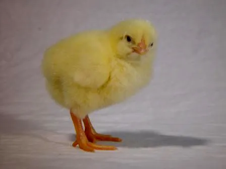 Não Reclama, Vote no Pinto 0001