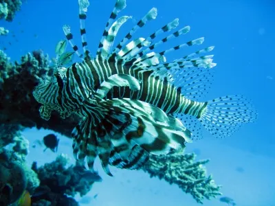 Packages Red Sea Poker Cup '09 : La Mer Rouge s'ouvre pour Full Tilt 0001