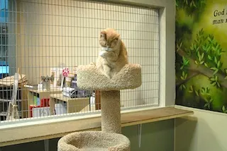 Petopia Animal Rescue Adoption Center Hosts Poker Night to Benefit Animals in Need 103
