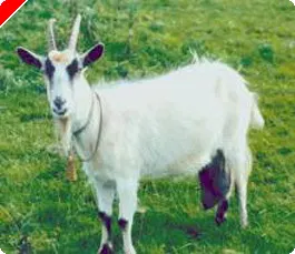 Online site gives 'Poker Goats' as Incentives 0001