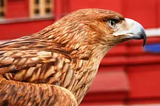 wpt vienne 2011 dmitry gromov russie